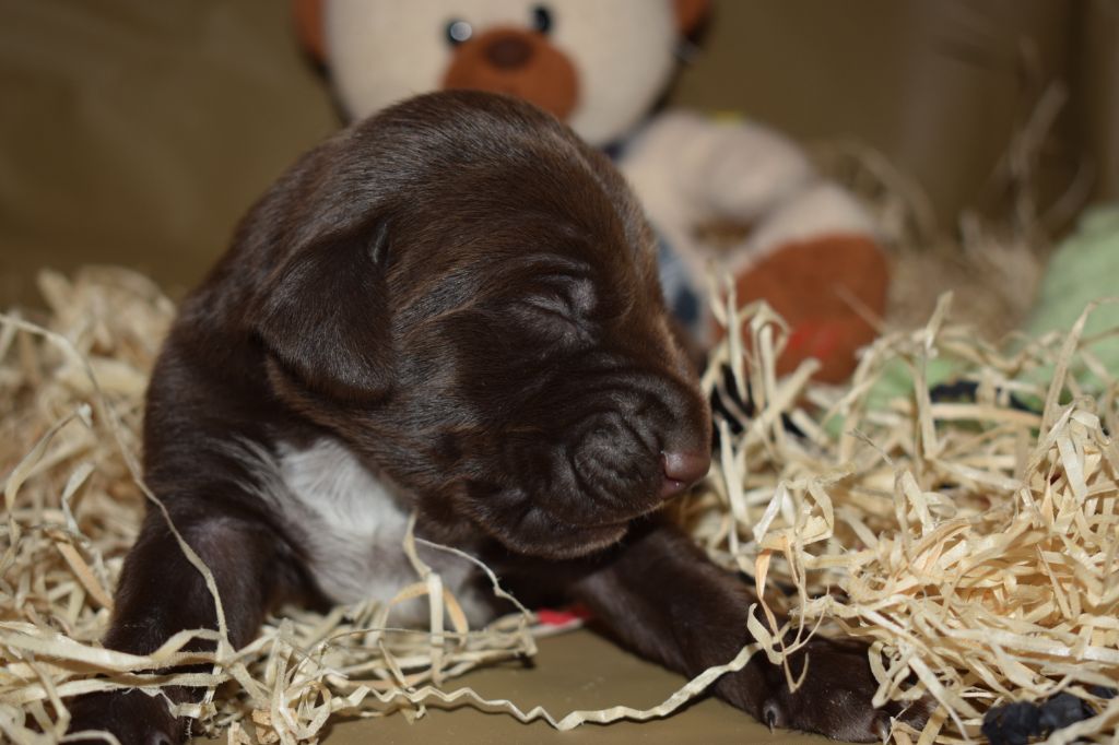 De beaudribos - Braque allemand à poil court - Portée née le 15/09/2020