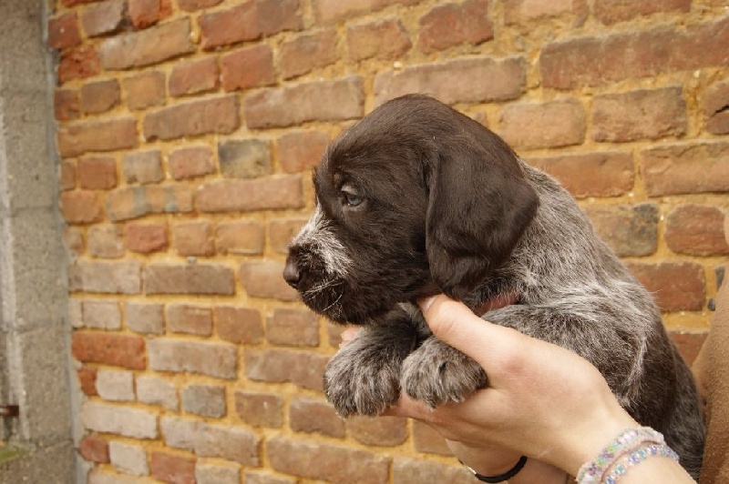 De beaudribos - Chien d'arrêt allemand à poil dur - Portée née le 04/03/2016