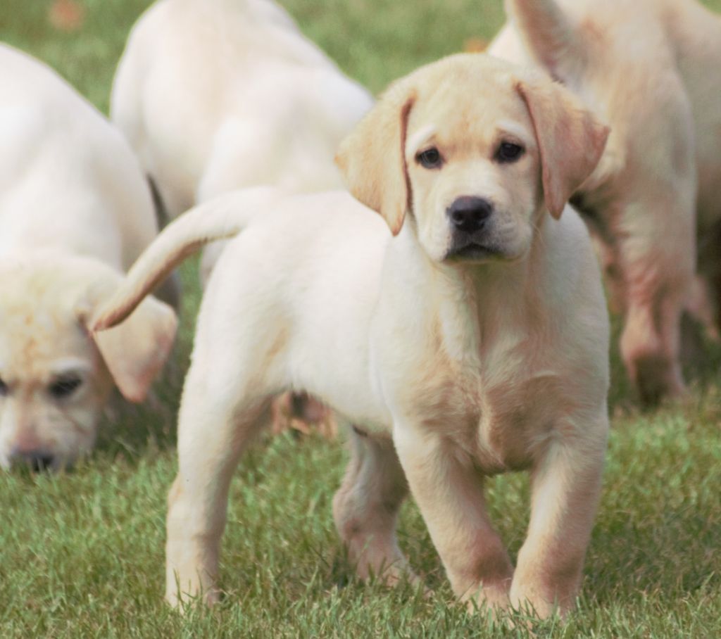 De beaudribos - Chiots disponibles - Labrador Retriever