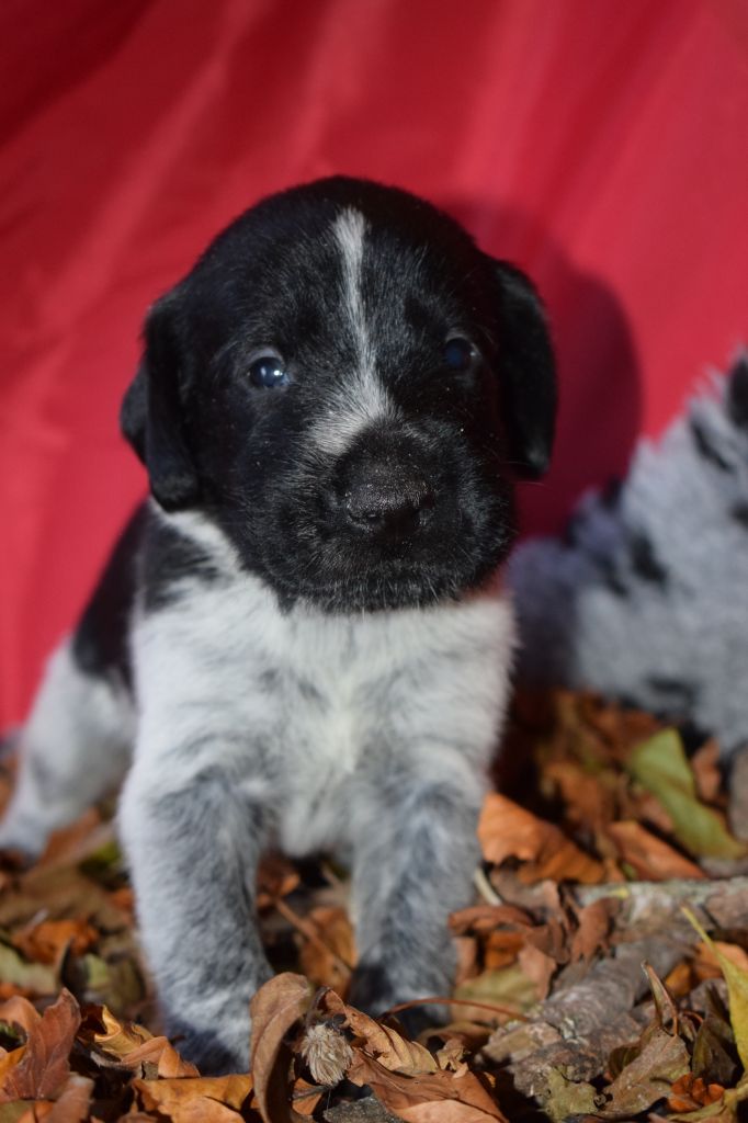 De beaudribos - Chien d'arrêt allemand à poil dur - Portée née le 14/10/2020