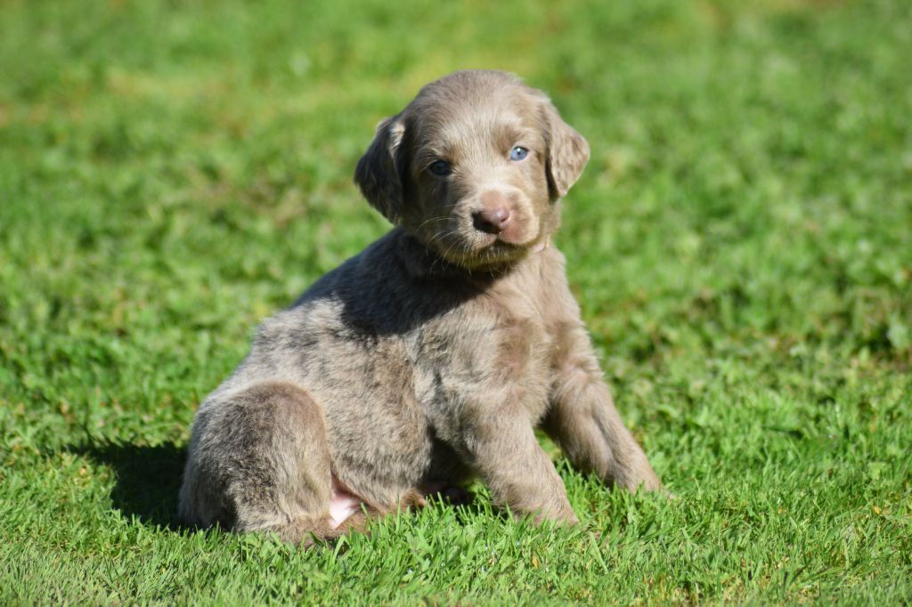 De beaudribos - Chiots disponibles - Braque de Weimar