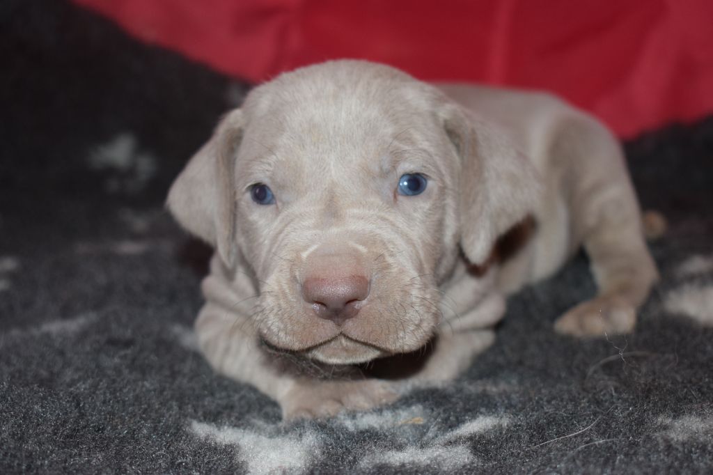 De beaudribos - Braque de Weimar - Portée née le 13/12/2020