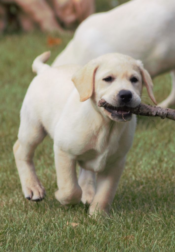 De beaudribos - Chiots disponibles - Labrador Retriever