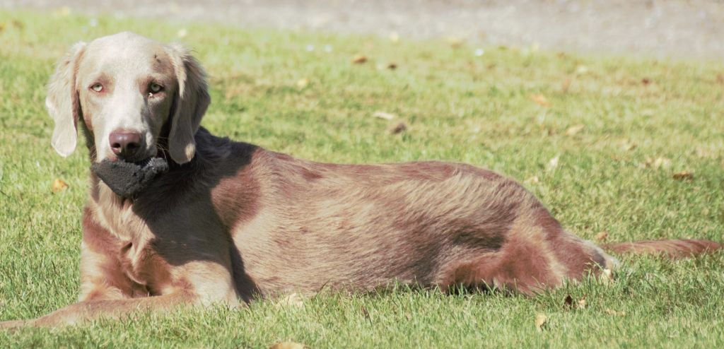 De beaudribos - Chiots disponibles - Braque de Weimar