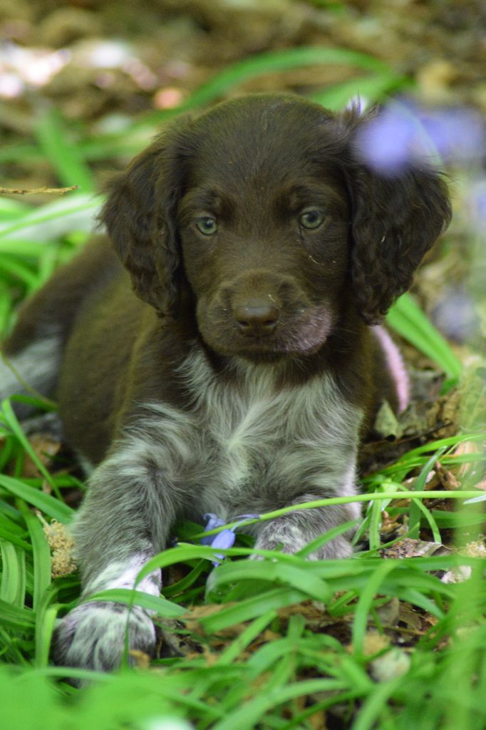 De beaudribos - Chiots disponibles - Petit Epagneul de Münster