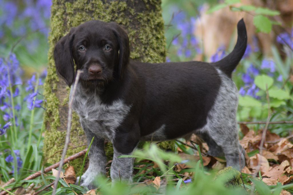 De beaudribos - Chiots disponibles - Chien d'arrêt allemand à poil dur