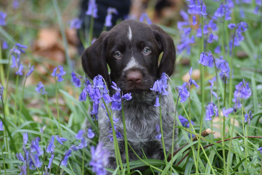 De beaudribos - Chiots disponibles - Chien d'arrêt allemand à poil dur