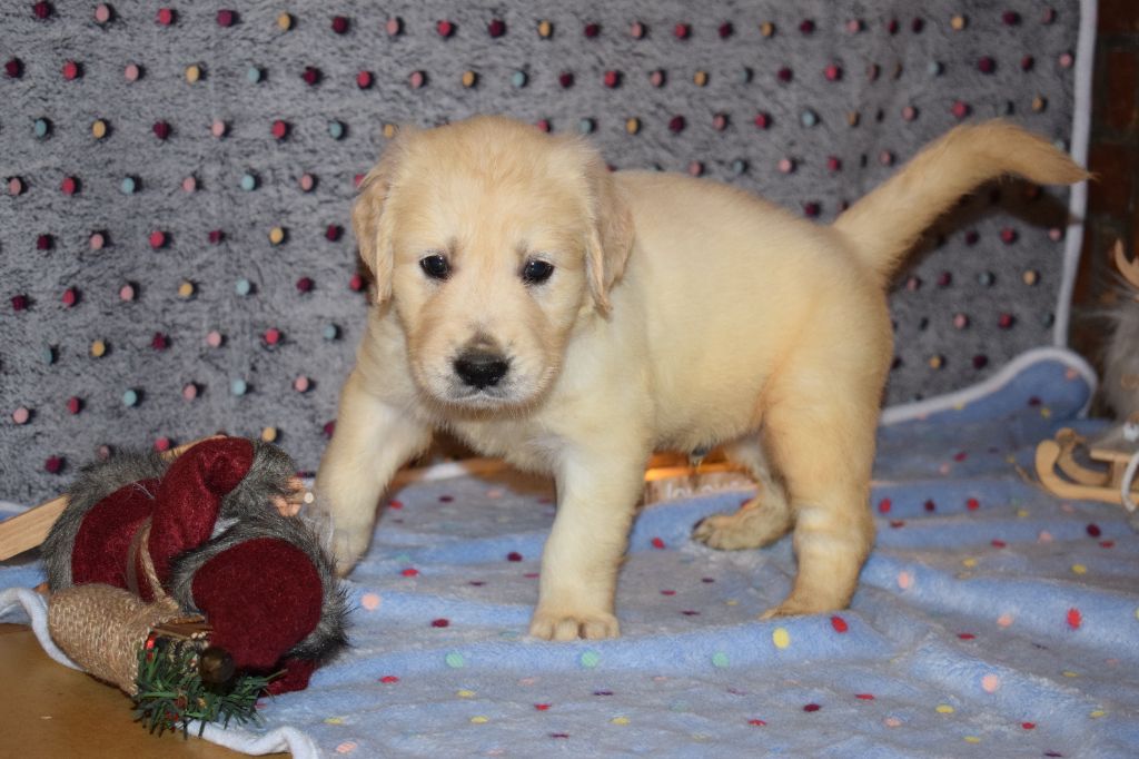 De beaudribos - Golden Retriever - Portée née le 25/10/2021